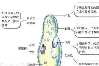 人类制造的复杂机器和自然界生命体相比的话