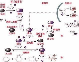 人类制造的复杂机器和自然界生命体相比的话
