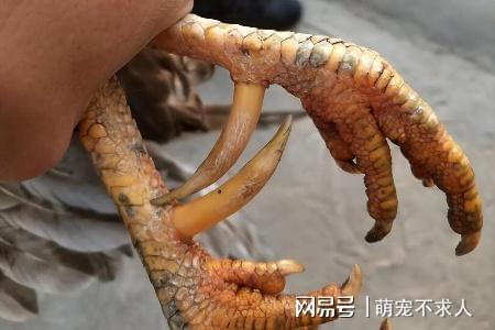 吃鸡辅助卡盟
